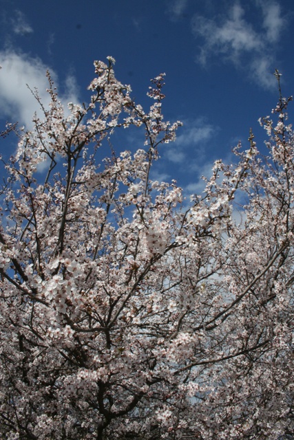 Myrobalan plum in full blossom